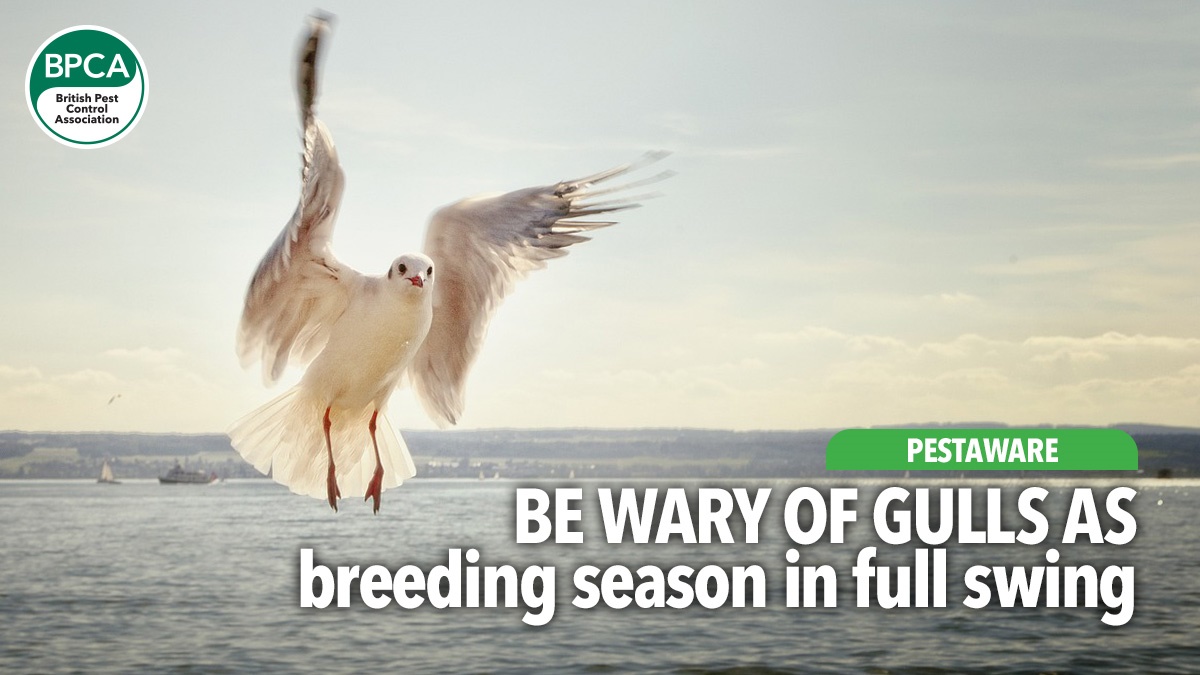 be-wary-of-gulls-as-breeding-season-in-full-swing be-wary-of-gulls-as-breeding-season-in-full-swing